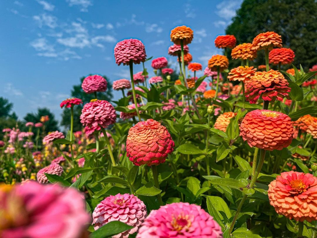 Colorful zinnias bloom in a field under a blue sky.