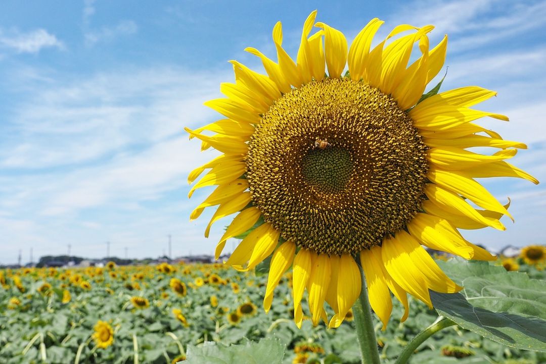 A large sunflower standing tall in a field.