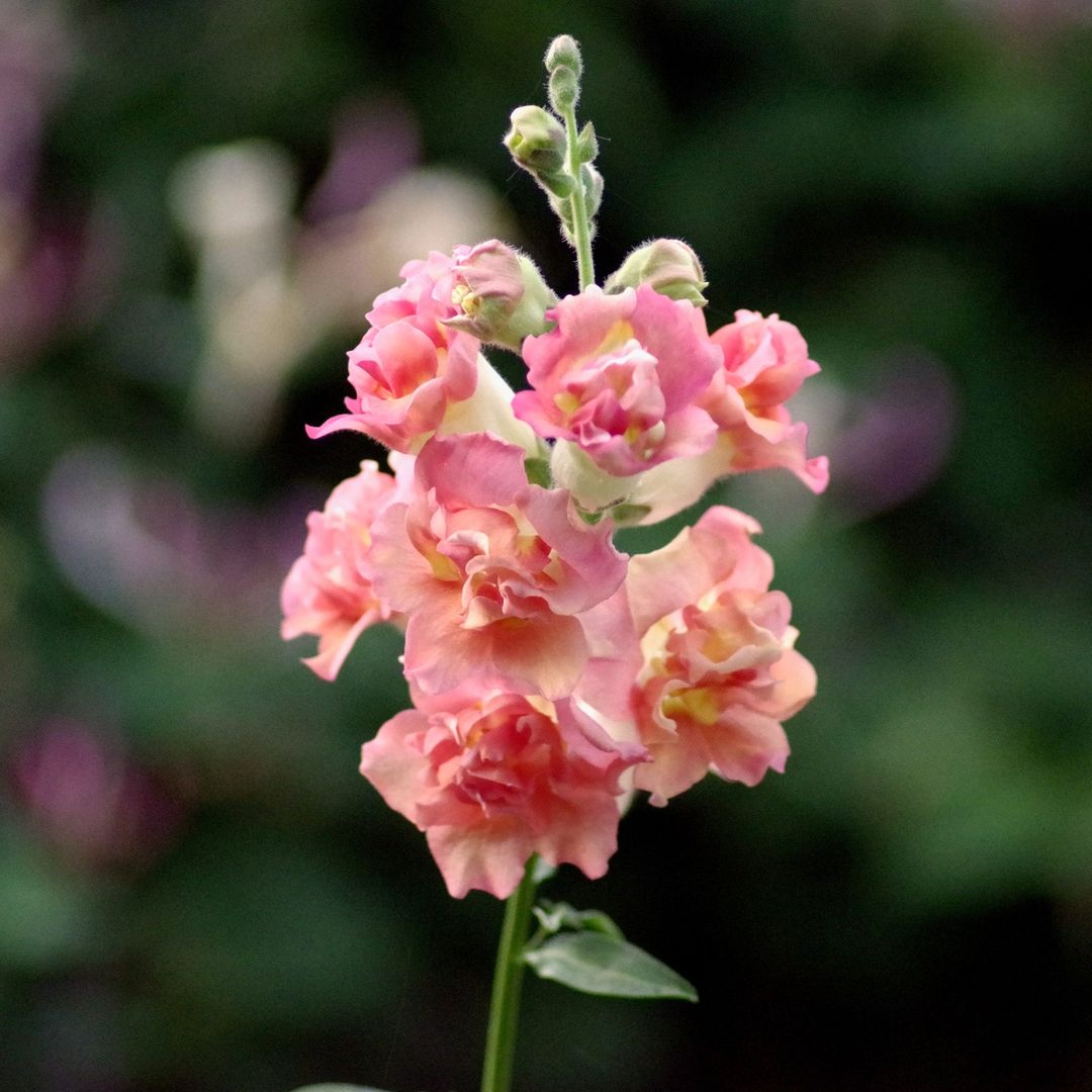 A pink snapdragon flower with green leaves in the background.