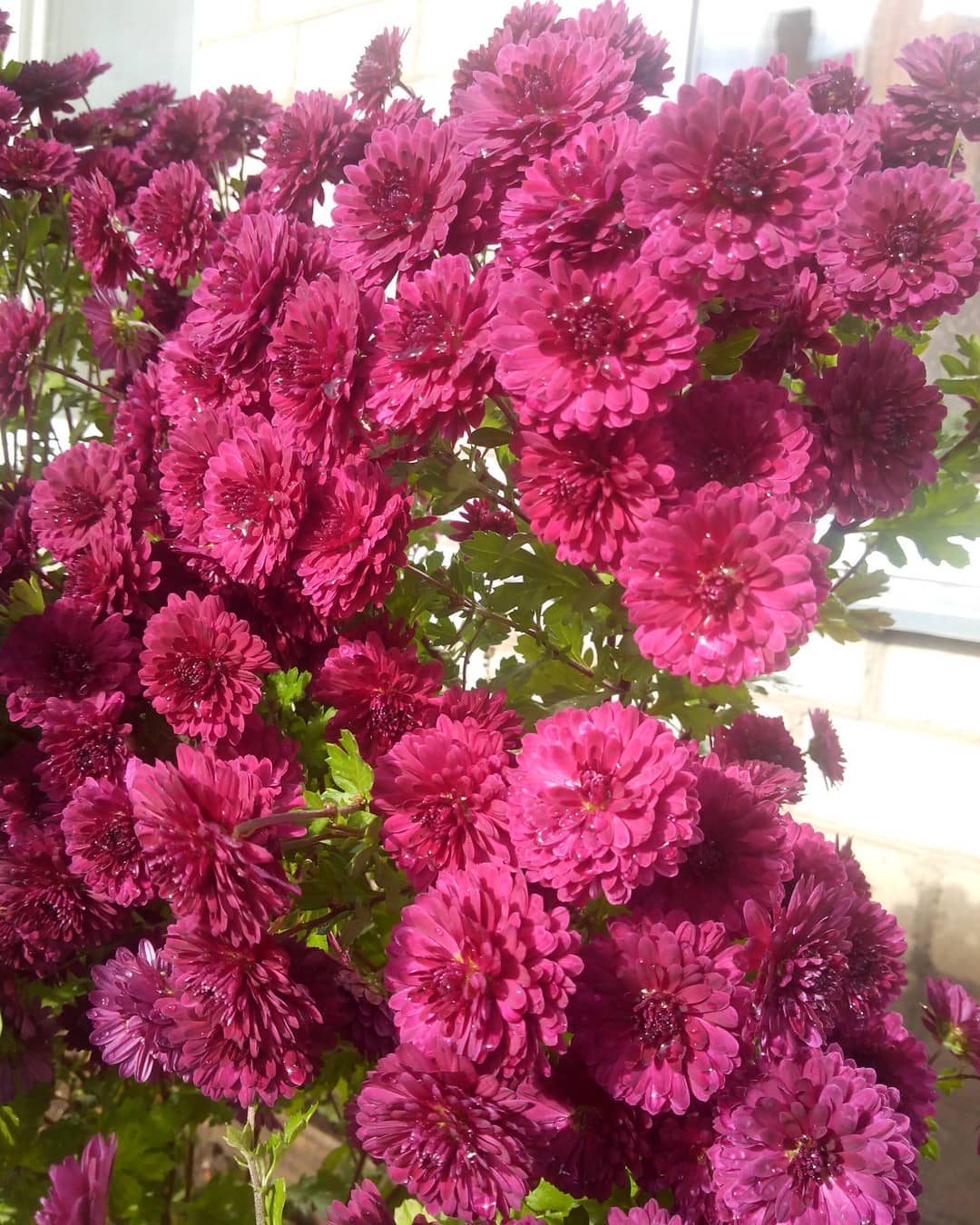 A Complete Guide to Chrysanthemums Flowers Growing, Meaning, and More