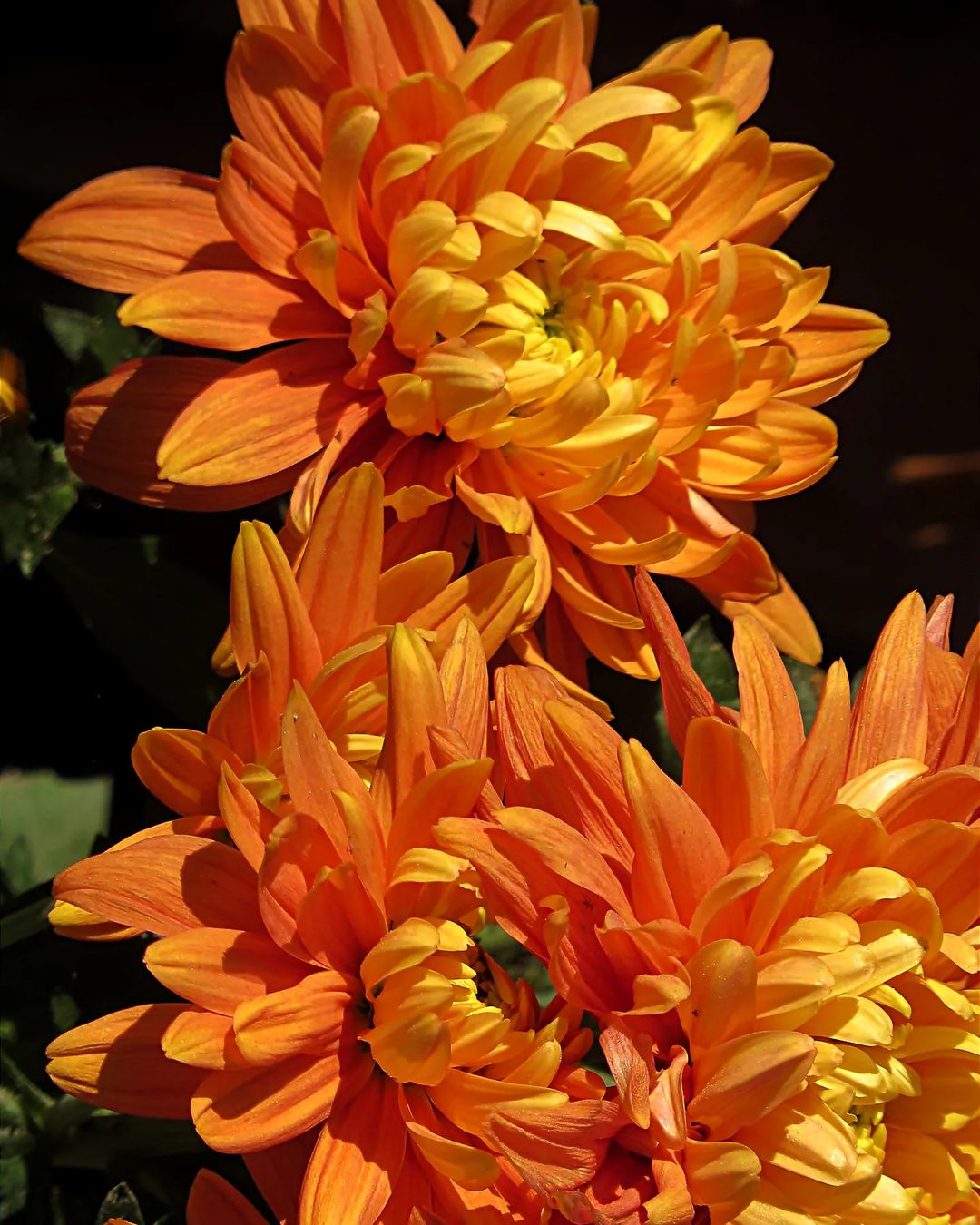 A cluster of vibrant orange Chrysanthemum ‘Orange Court’ flowers.