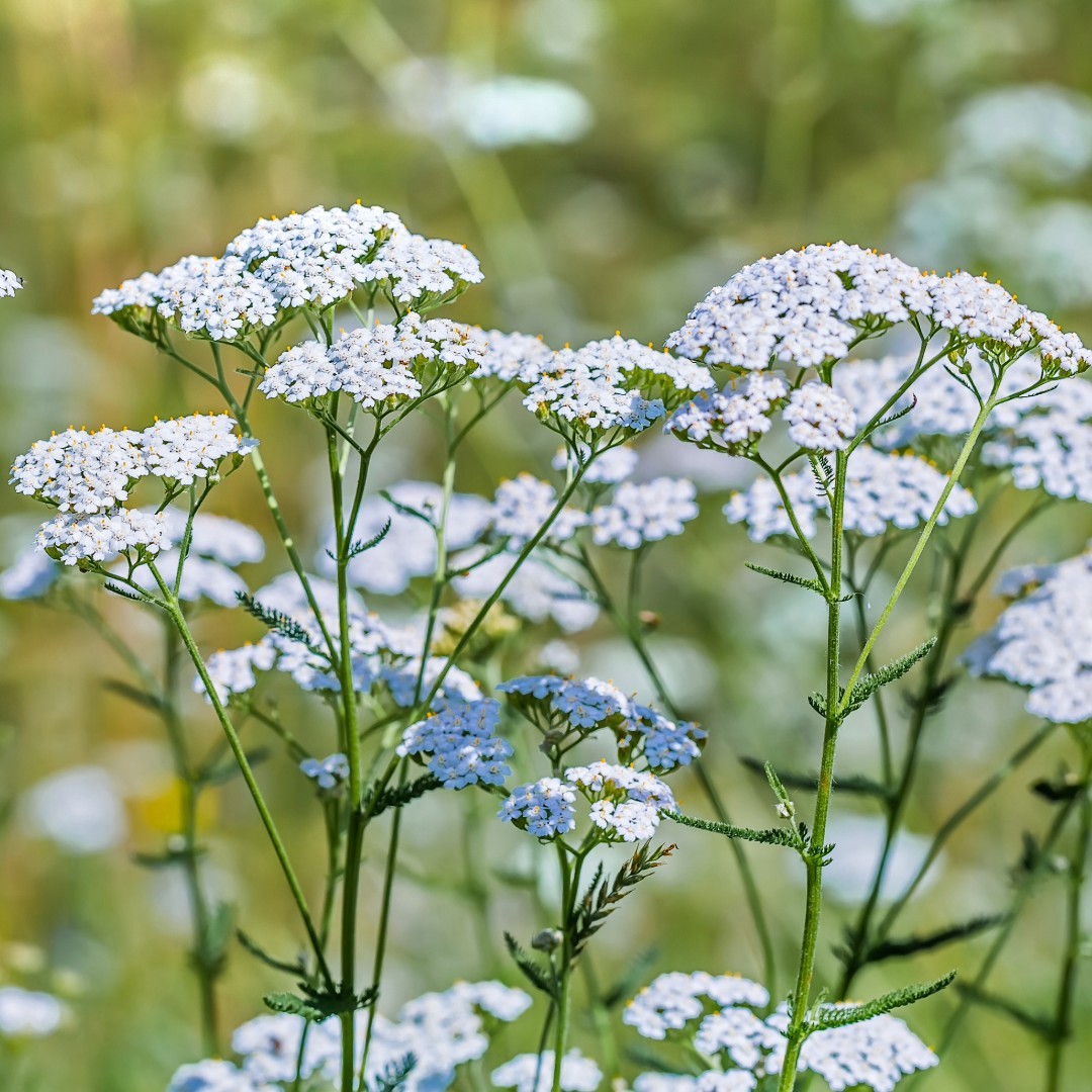 Field of white and blue Achillea (Yarrow) flowers. Yarrow Plant