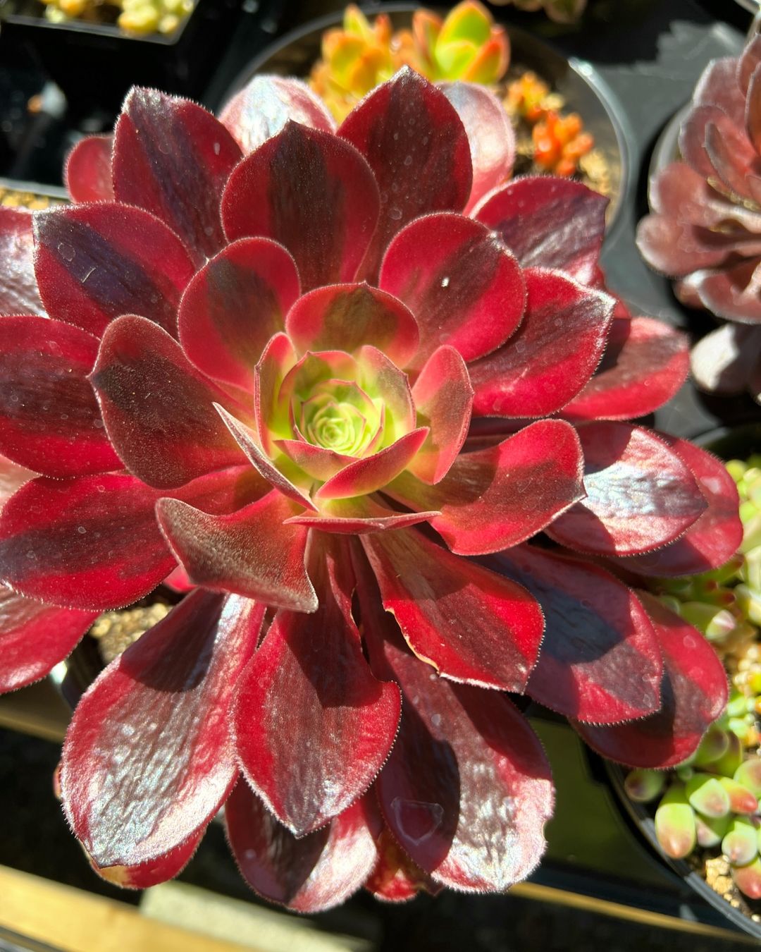 A potted Aeoniums succulent displaying red and green hues.