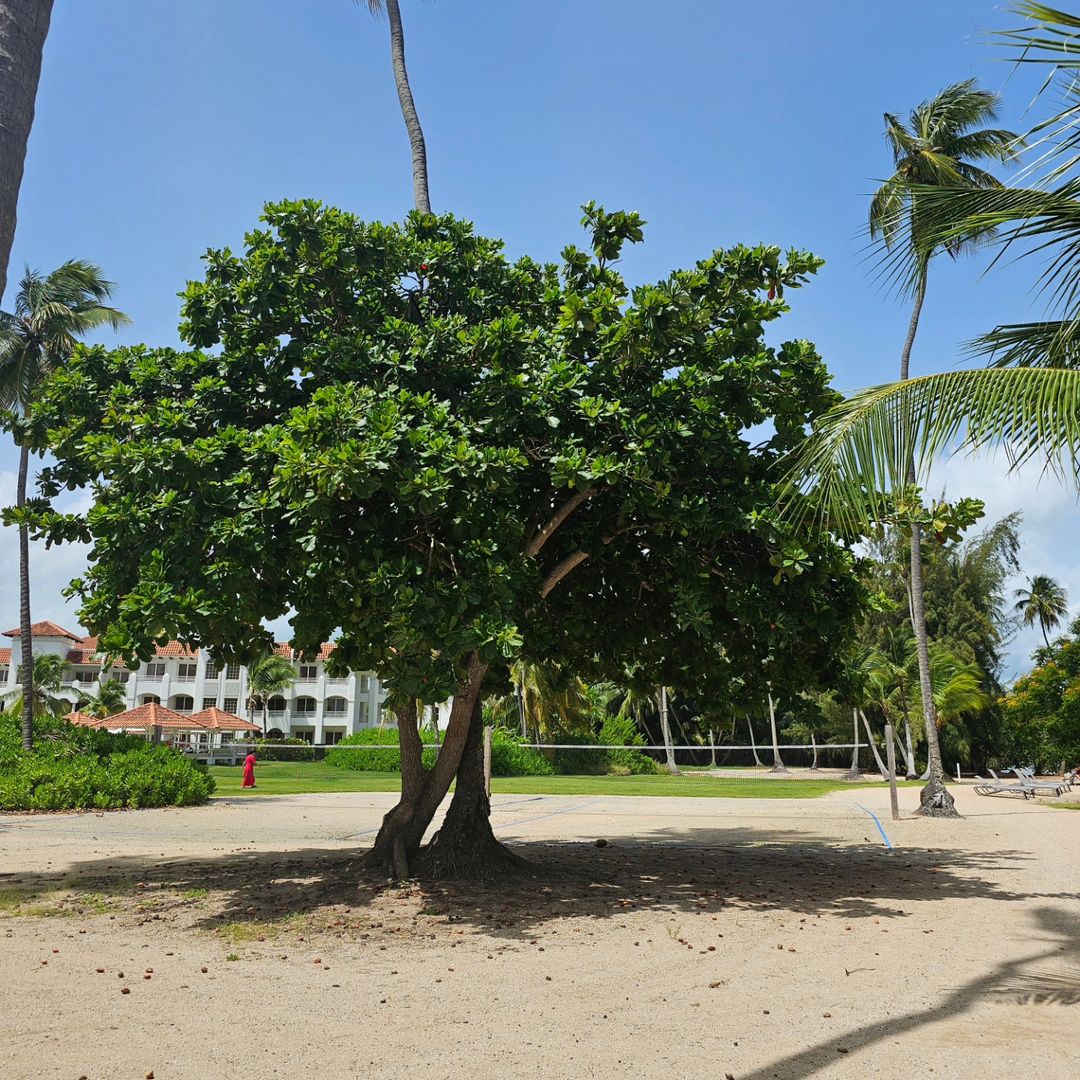 Beautiful beach landscape featuring an almond tree and a beach house.