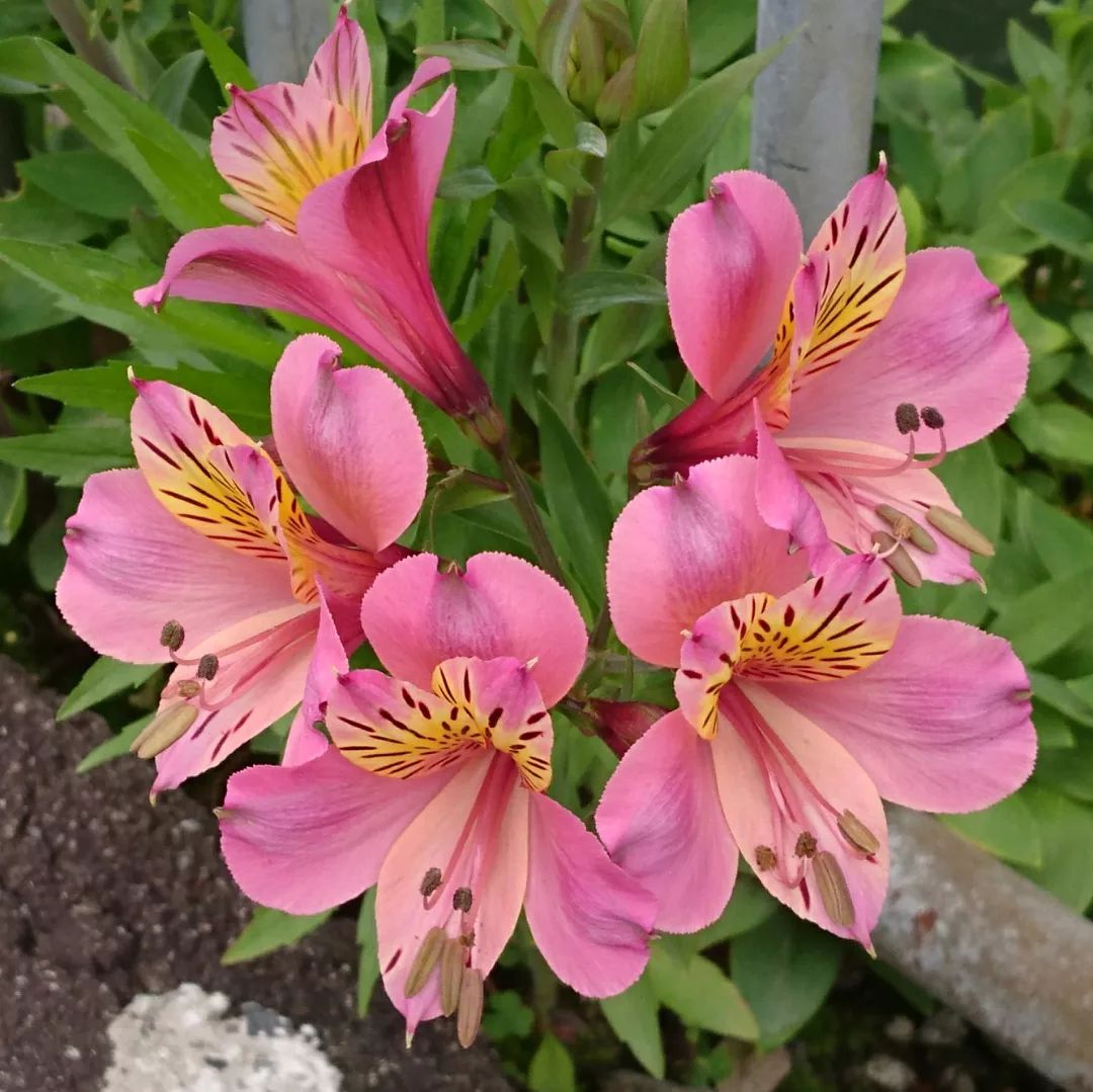 Alstroemeria, also known as Peruvian Lily, is a vibrant, long-lasting flower with striking, trumpet-shaped blooms and a variety of colors.