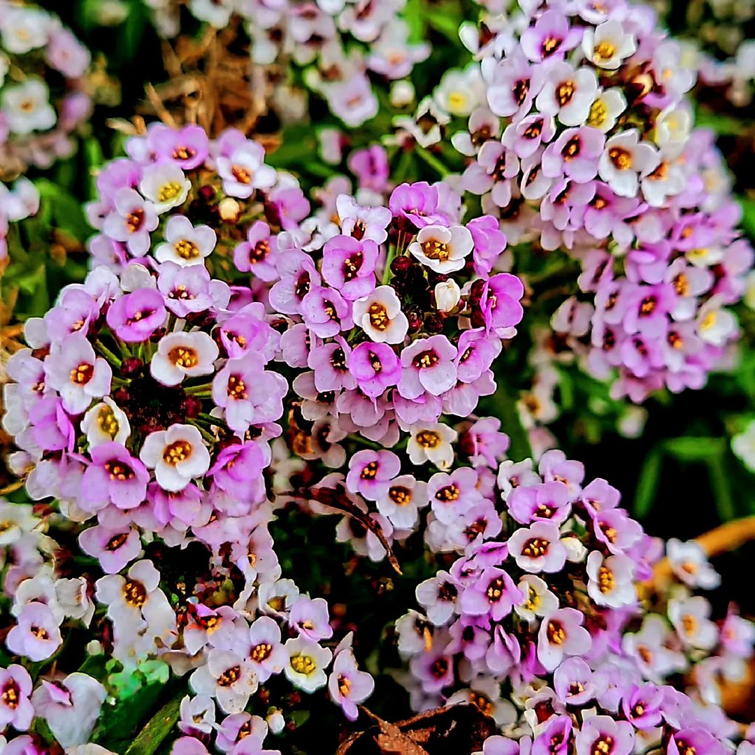 Gorgeous purple and white Alyssum blooms clustered together.