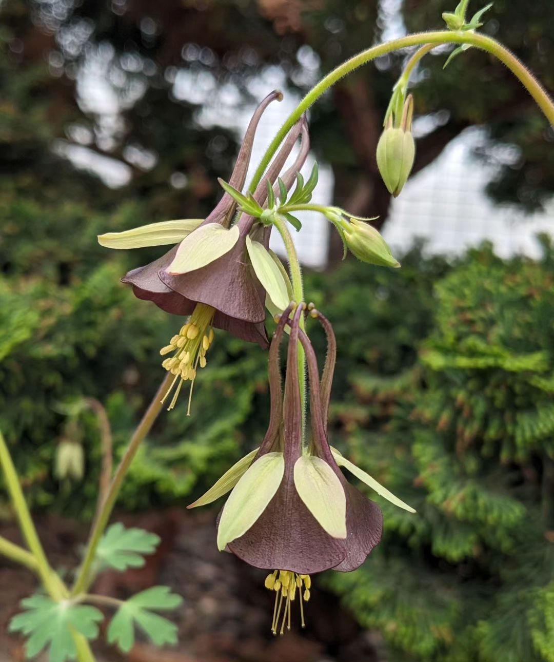Purple Aquilegia plant with green leaves