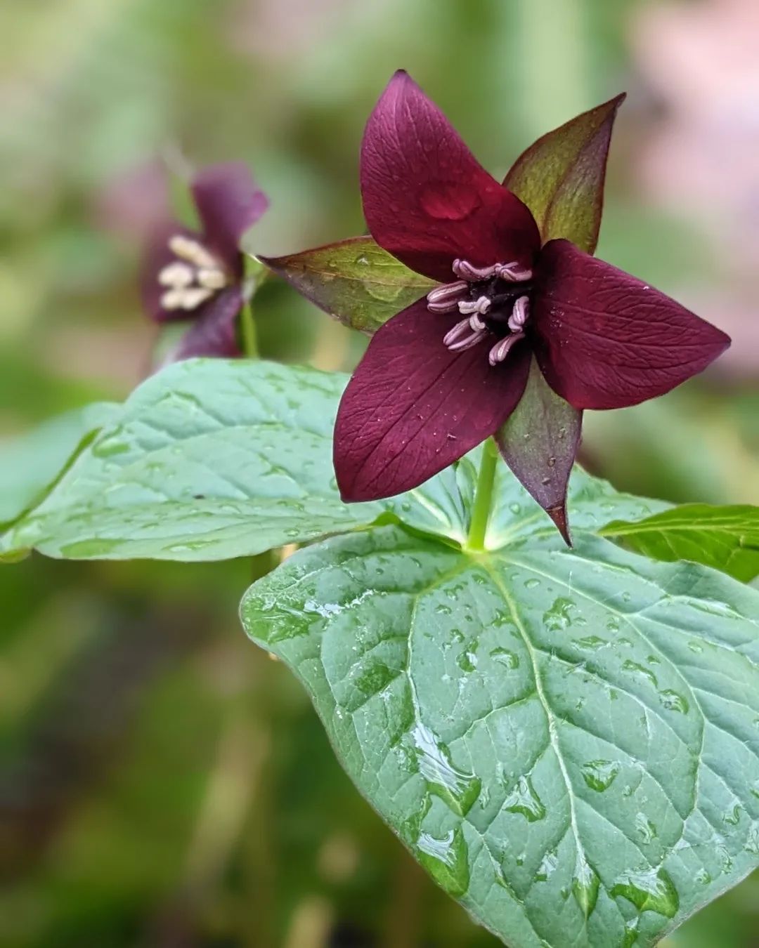 A dark purple Arbutus flower with green leaves