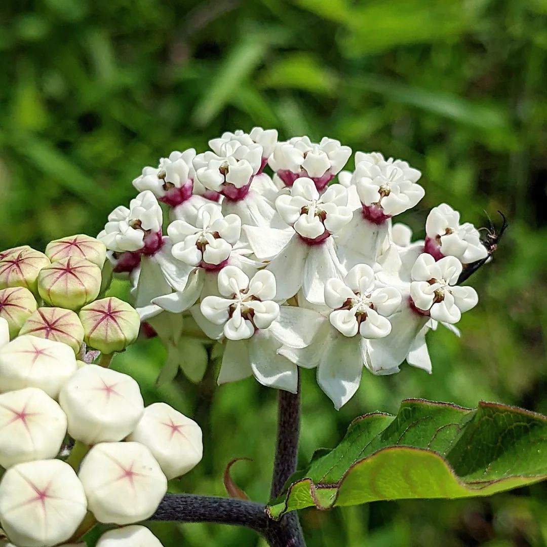 Close up of white Asclepias flower with red and white petals.