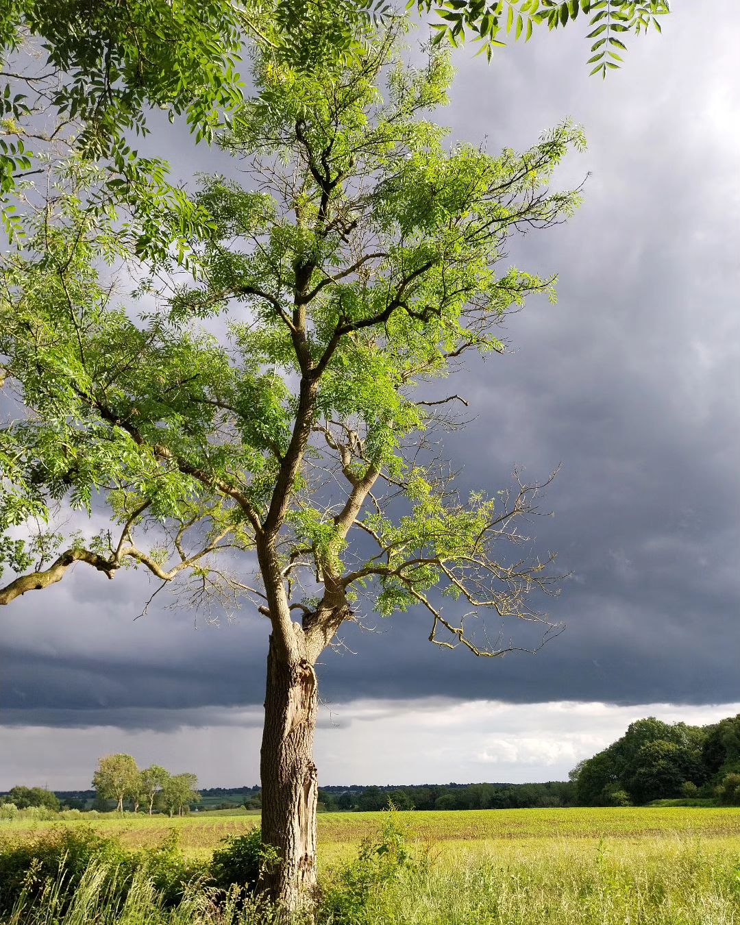 Ash tree standing alone in field with dark clouds in background.
