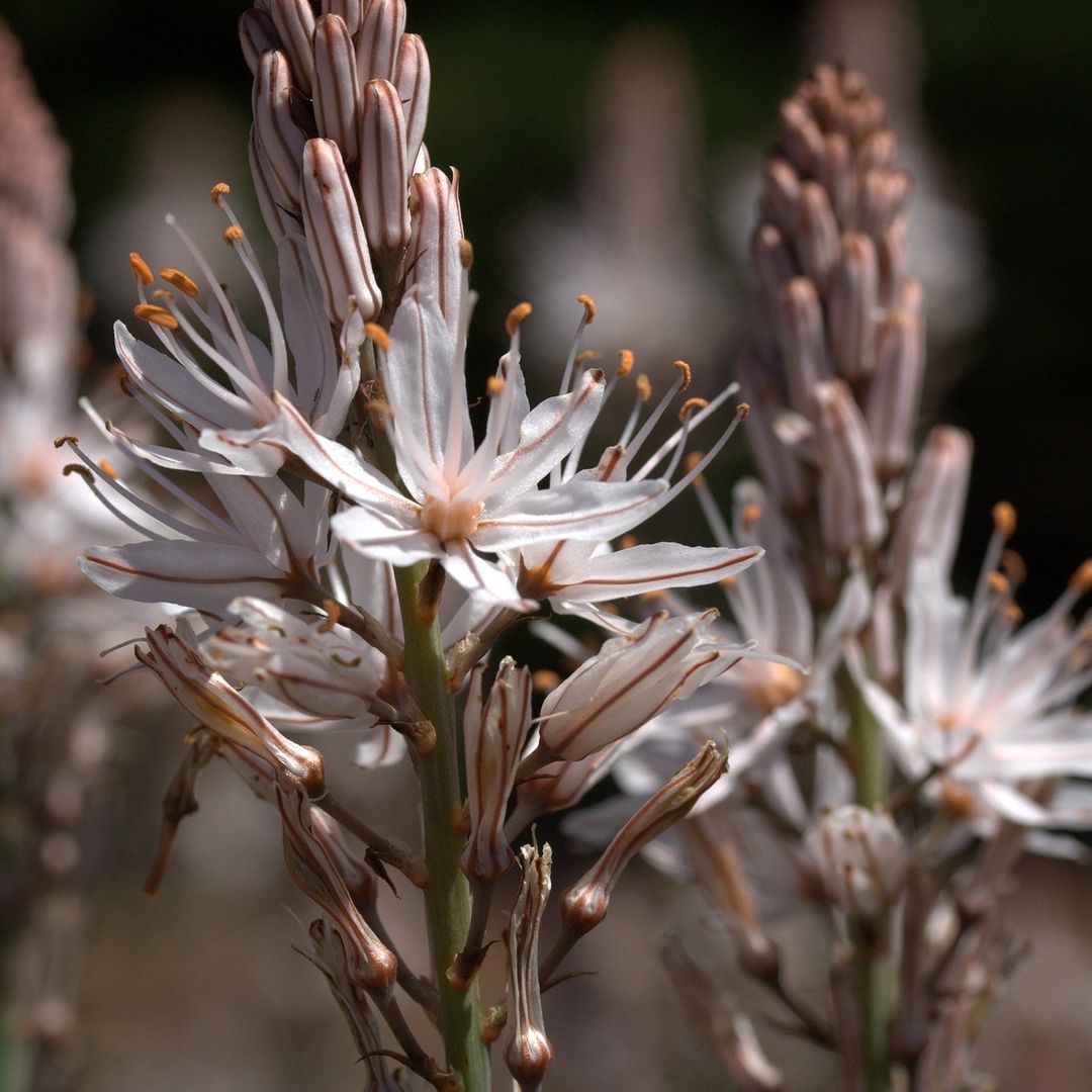 A close up of Asphodel plant with white flowers.