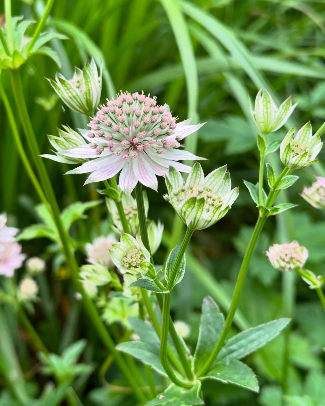 Vibrant pink Astrantia blooms up close