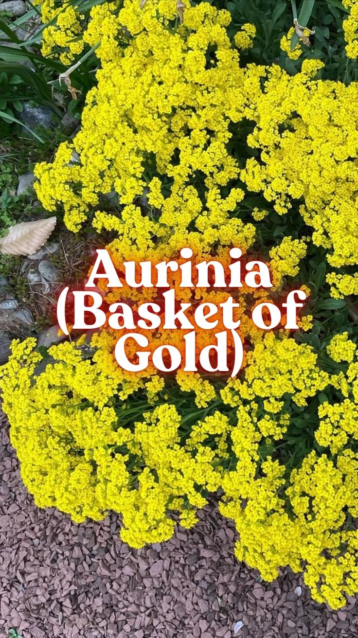 Aurinia (Basket of Gold)
