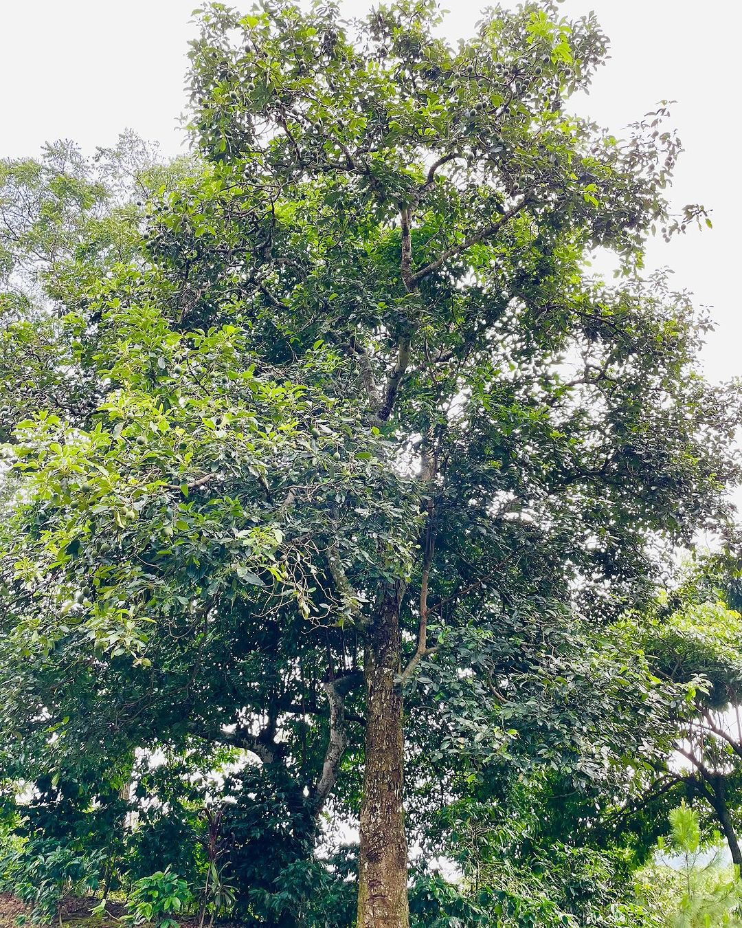 Image of a grand avocado tree surrounded by green leaves and a small bench.