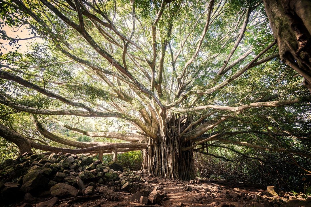 Majestic Banyan Tree in Kauai Rainforest. Trees that start with B