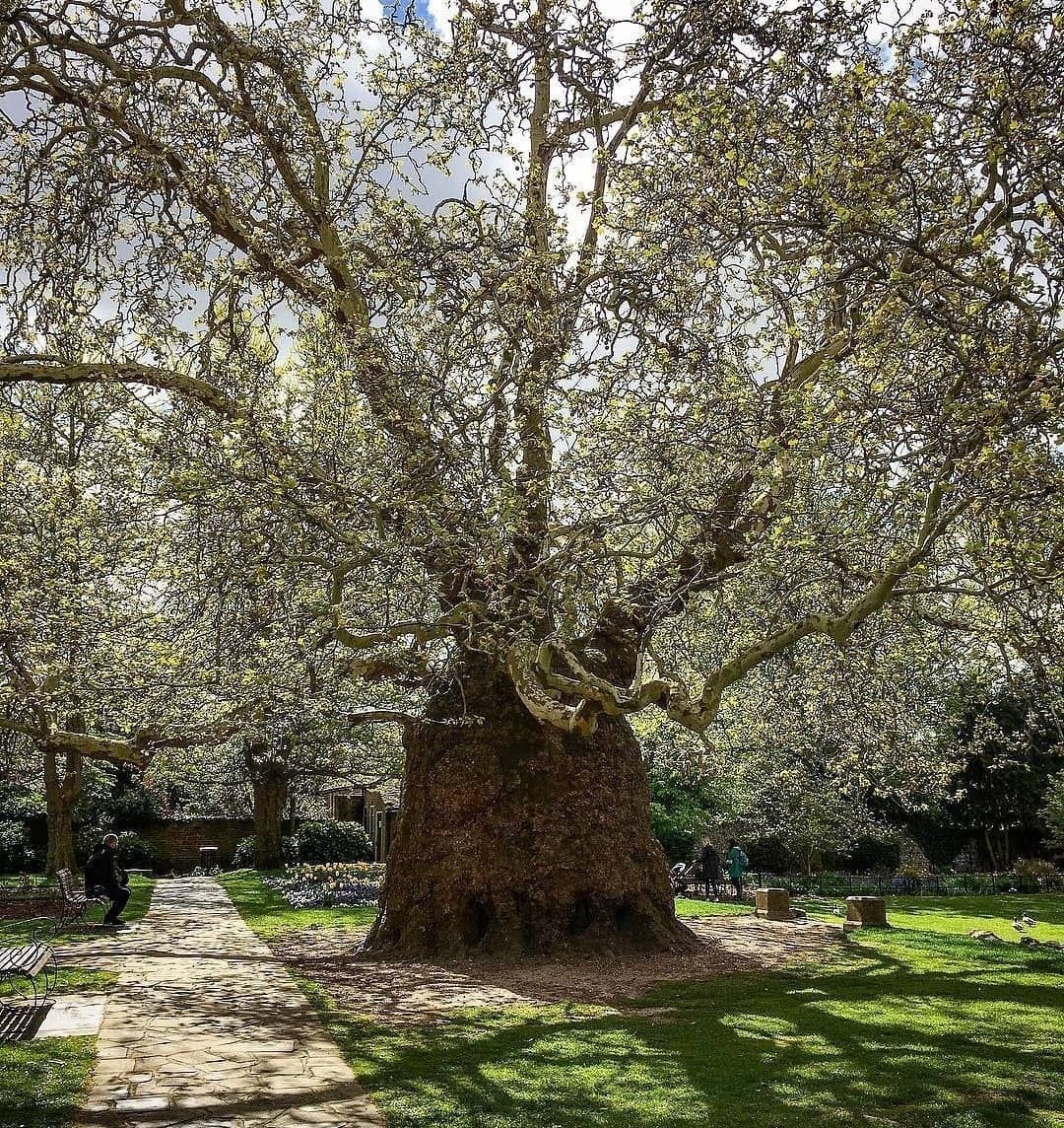 Majestic Baobab Tree in Royal Botanic Garden, Kensington. Trees that start with B