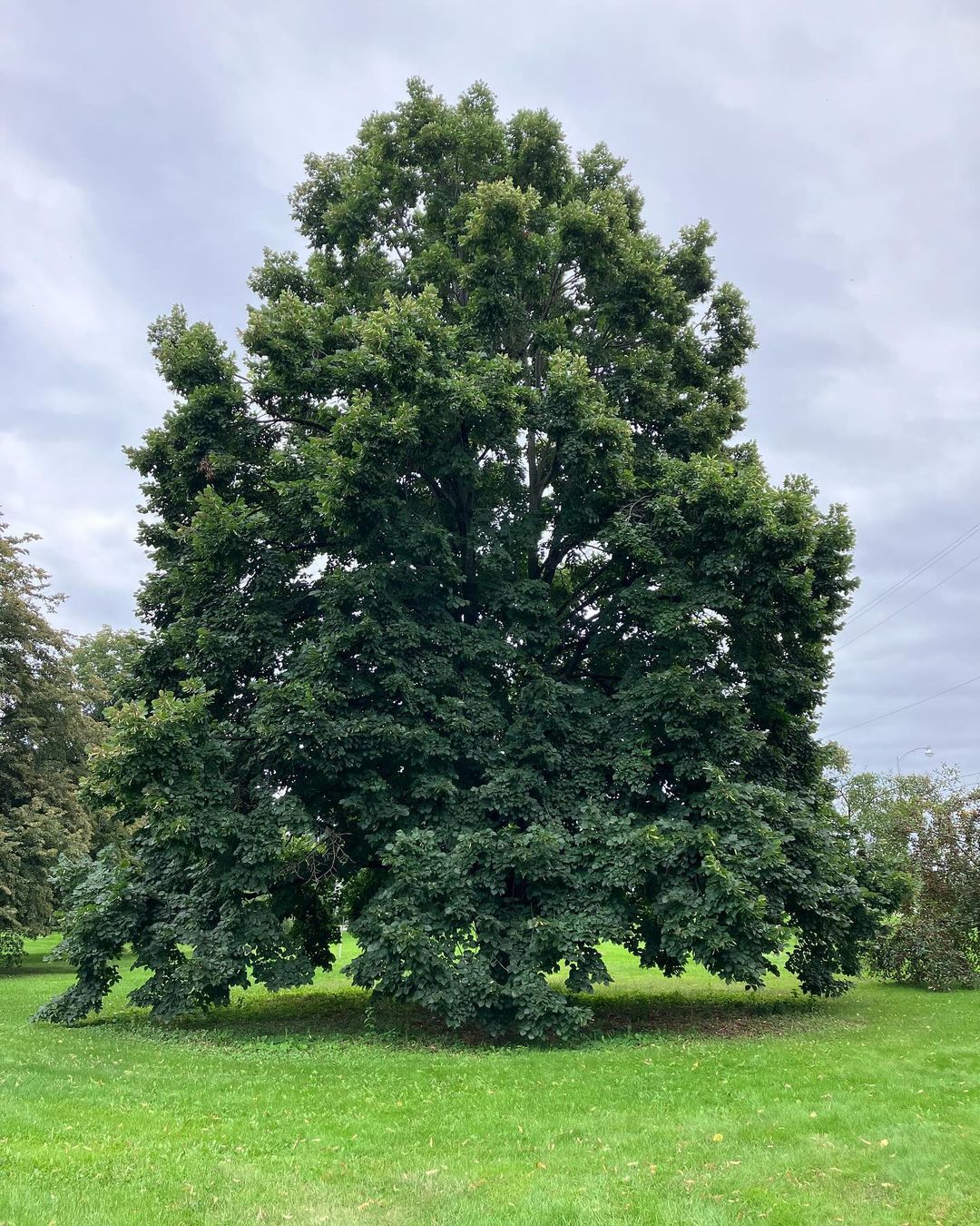 Image of a grand basswood tree surrounded by vibrant green grass in a vast field. Trees that start with B