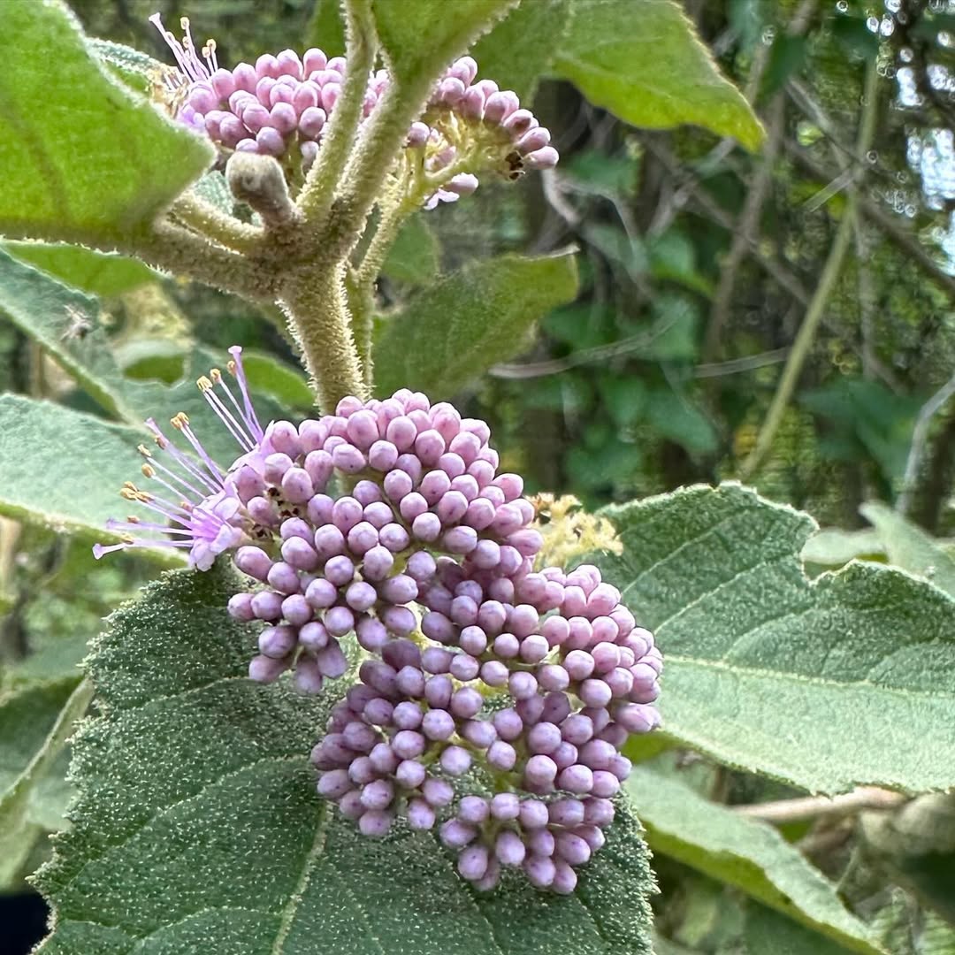 Callicarpa Flowers
