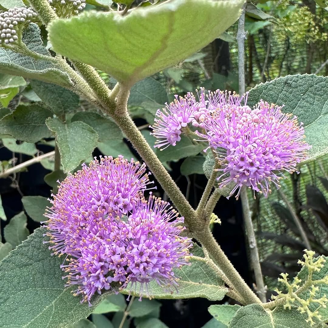 Callicarpa Flowers