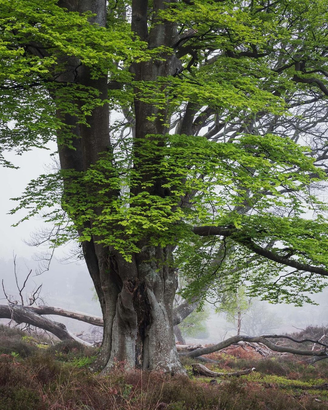 Majestic beech tree standing tall in the center of a vast field. Trees that start with B