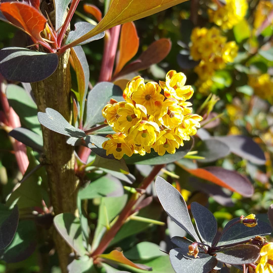 Yellow berberis bush with vibrant flowers and lush green leaves.