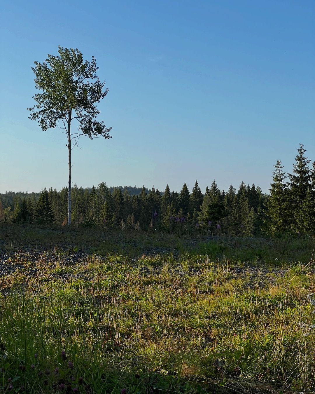 A single birch tree in an open field with a vibrant blue sky Trees that start with B