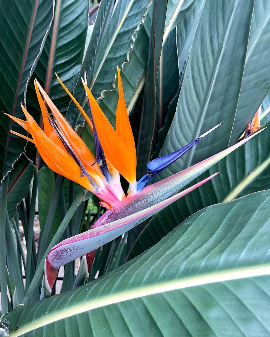 Bird of Paradise