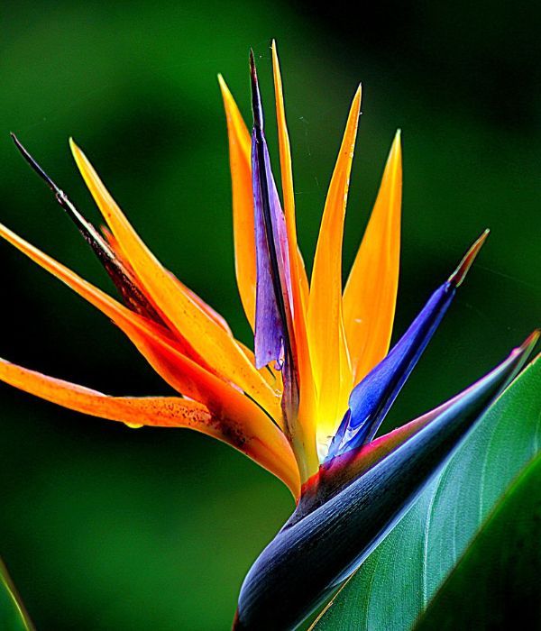A vibrant tropical plant known for its striking, bird-like flowers and lush, exotic foliage.