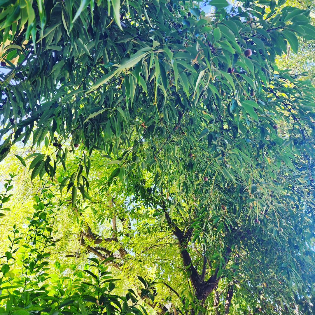 Lush Black Cherry tree with green leaves and fruit hanging from branches. Trees that start with B