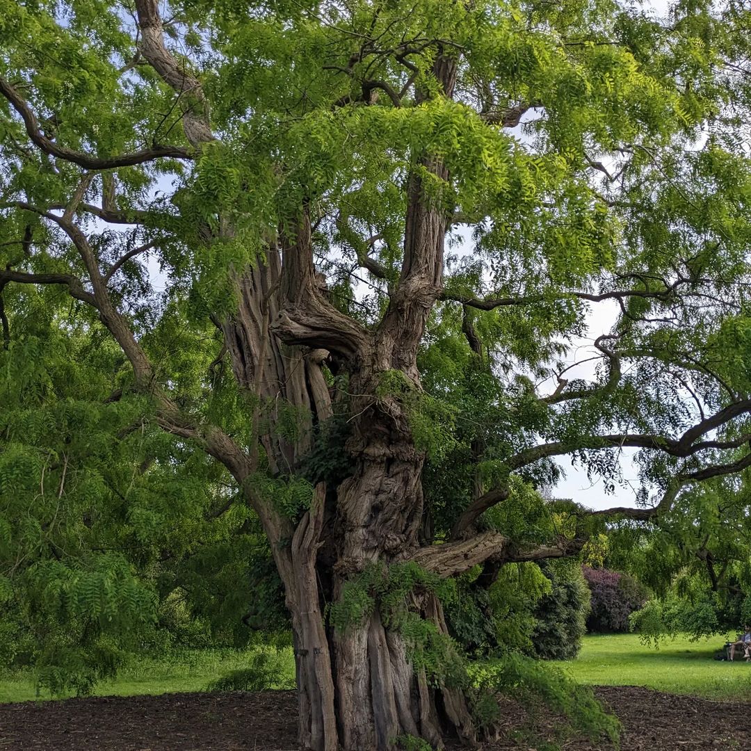 Impressive Black Locust tree with wide trunk at the park