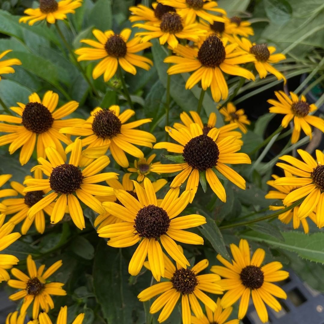 Close-up image showcasing beautiful yellow Black-eyed Susans. Black-Eyed Susans