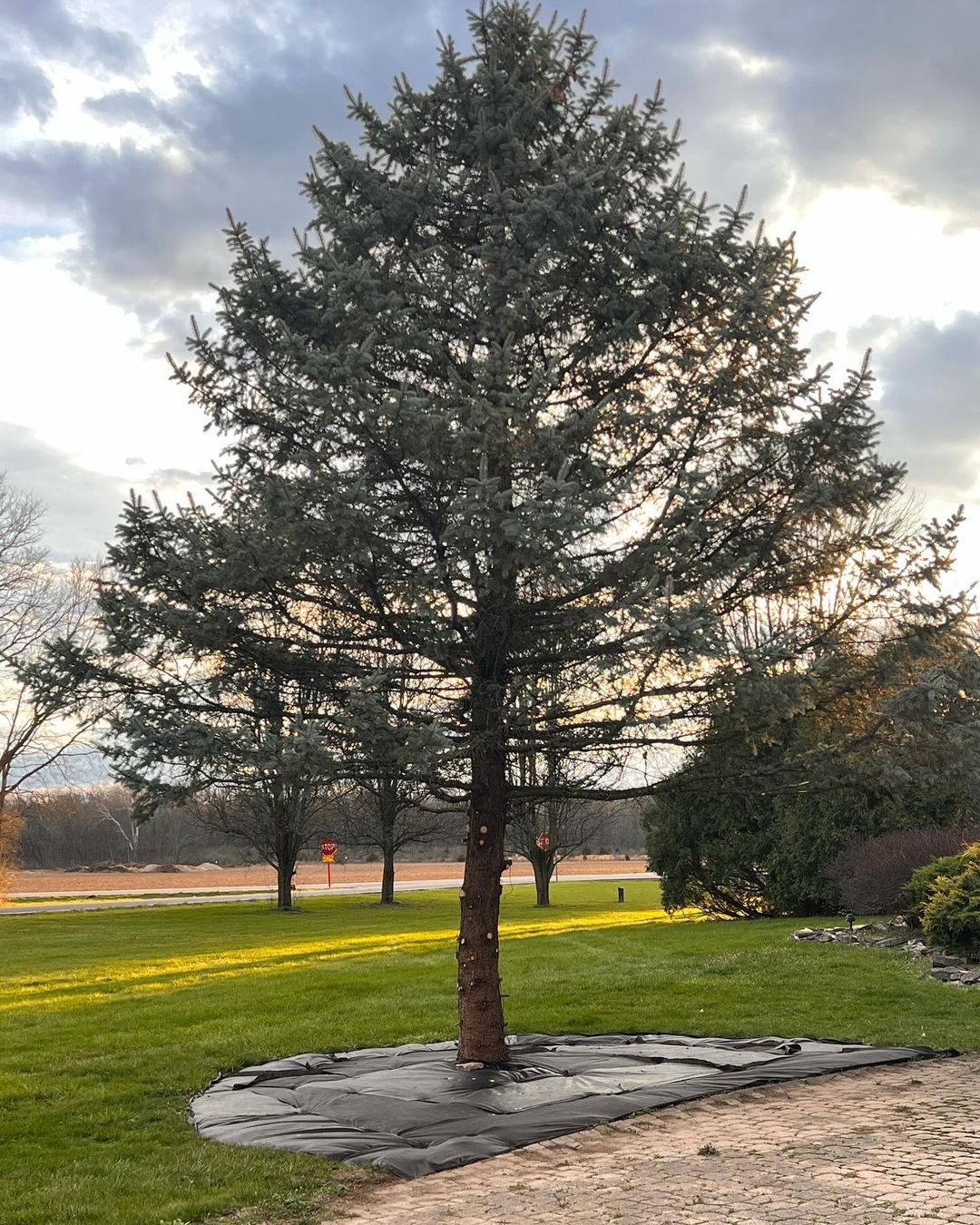 Majestic Blue Spruce tree in park setting with lush green grass and other trees. Trees that start with B