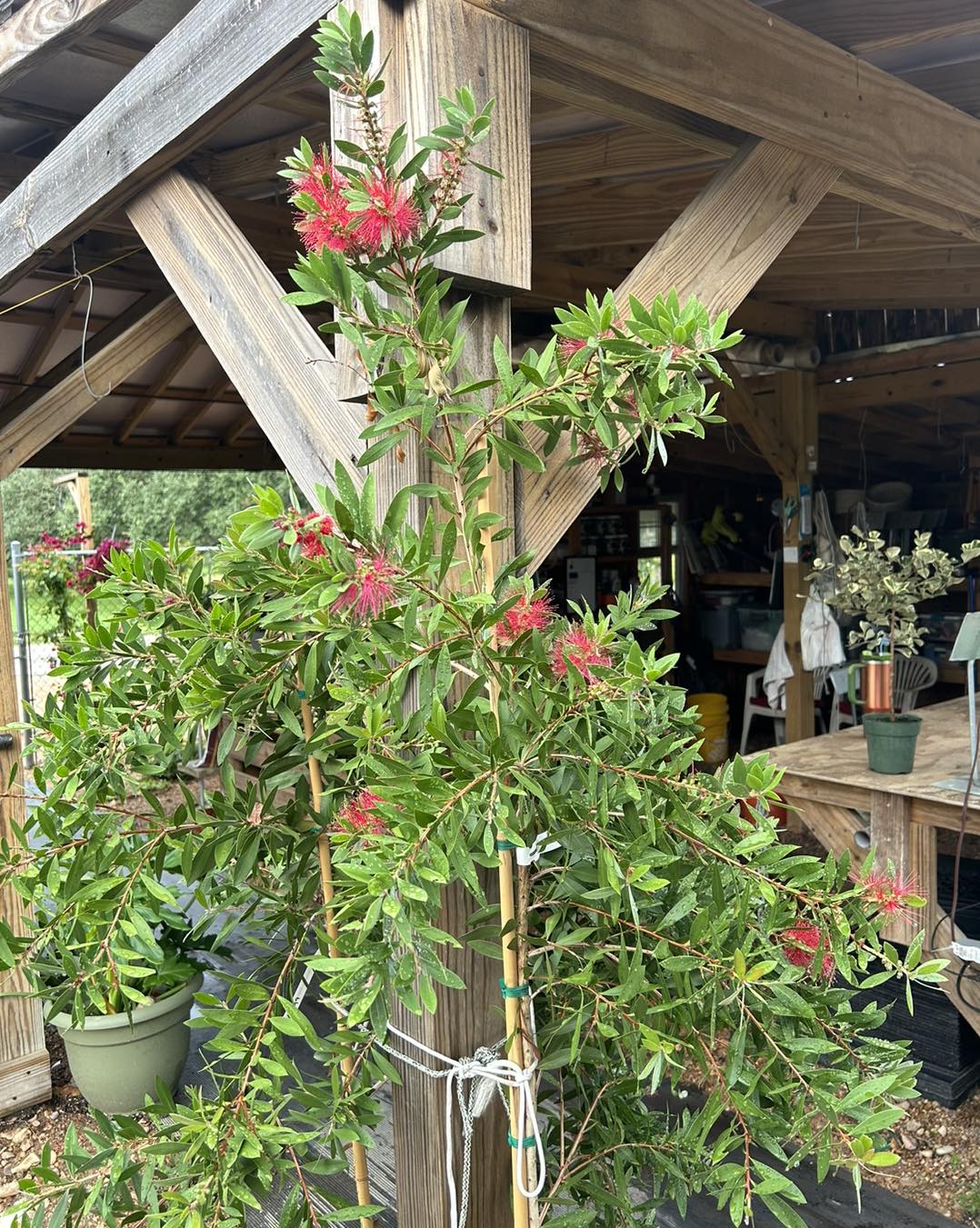 Image of a Bottlebrush Tree showcasing its red blossoms. Trees that start with B