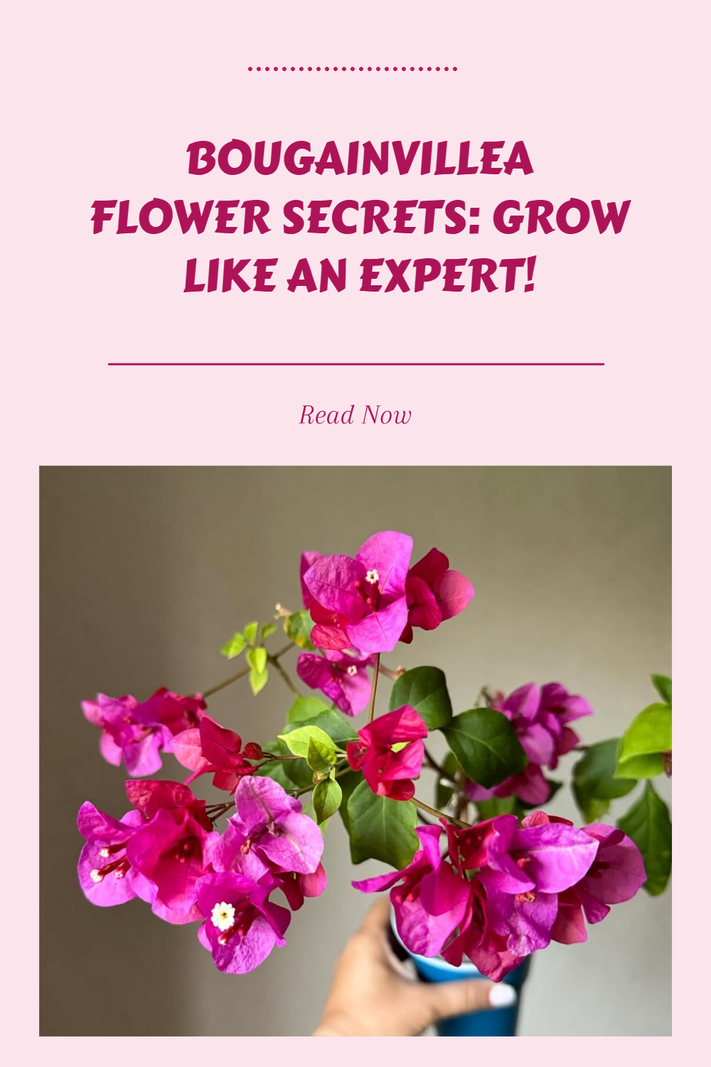 Bougainvillea Flower Secrets_ Grow Like an Expert!