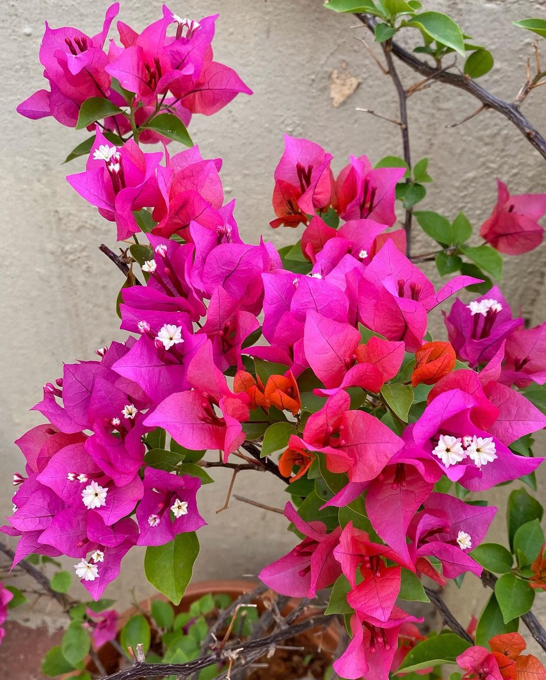 A bush of pink and white Bougainvillea flowers.