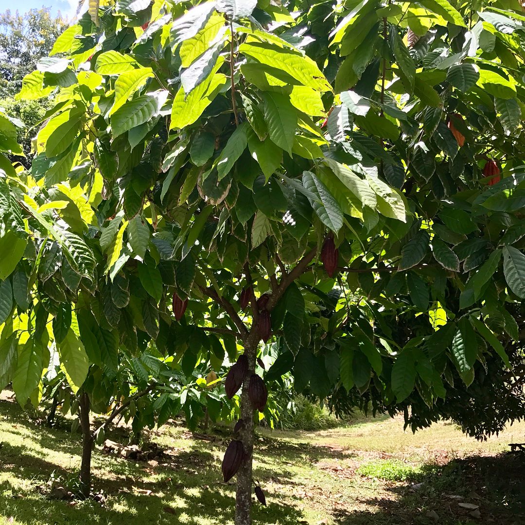 A breadfruit tree with abundant green leaves and fruit hanging from its branches. Trees that start with B