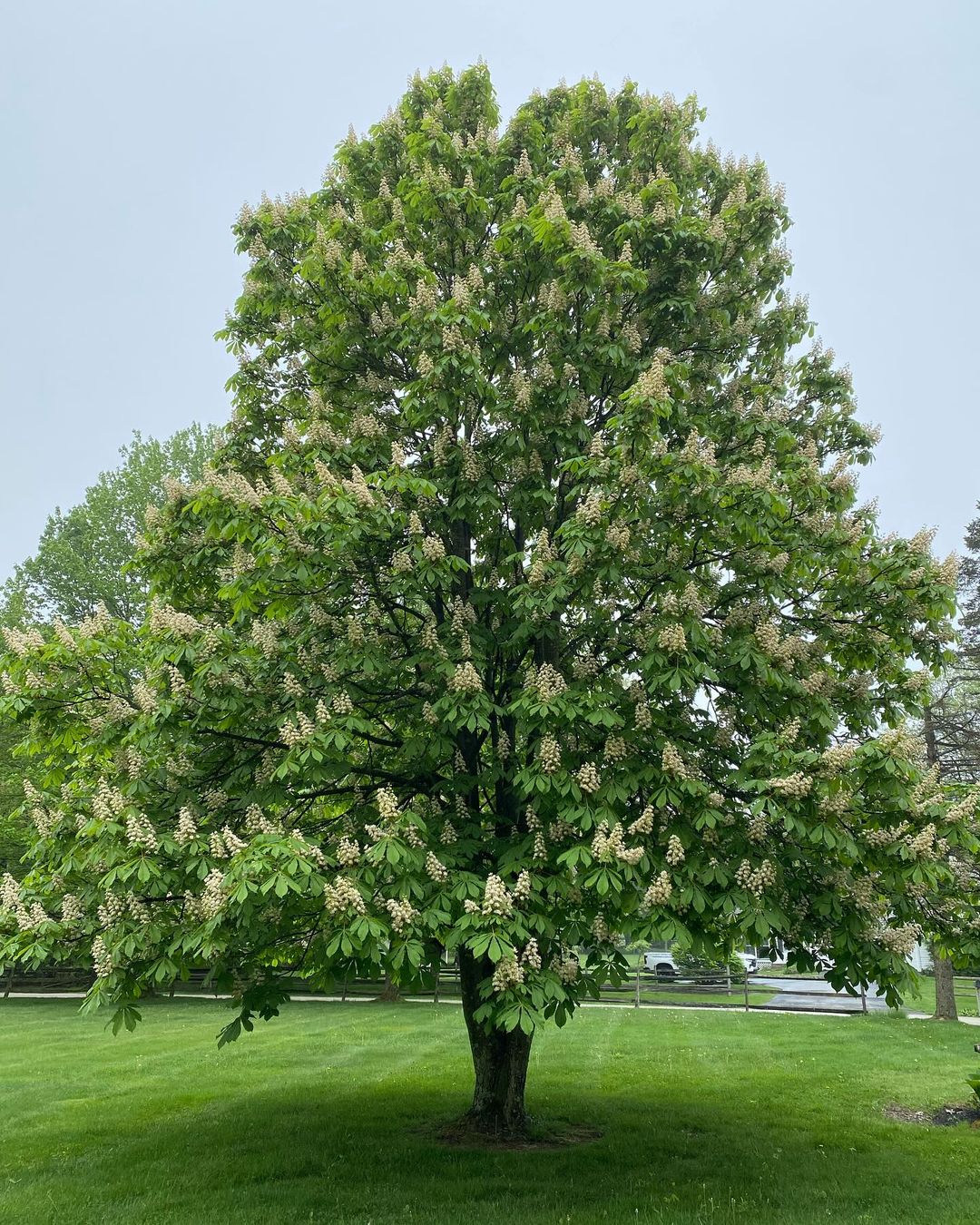 A Buckeye Tree with lush green leaves standing tall in the grass. Trees that start with B