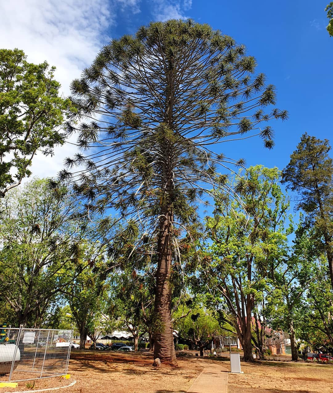 Majestic Bunya Pine tree with abundant branches and leaves. Trees that start with B