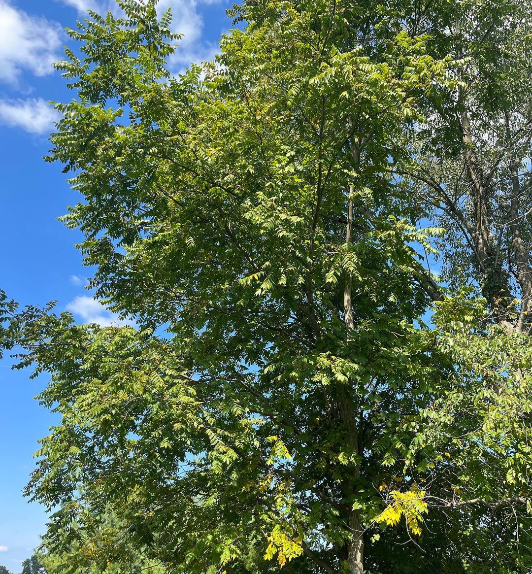 A Bottlebrush Tree with vibrant red flowers in bloom. Trees that start with B