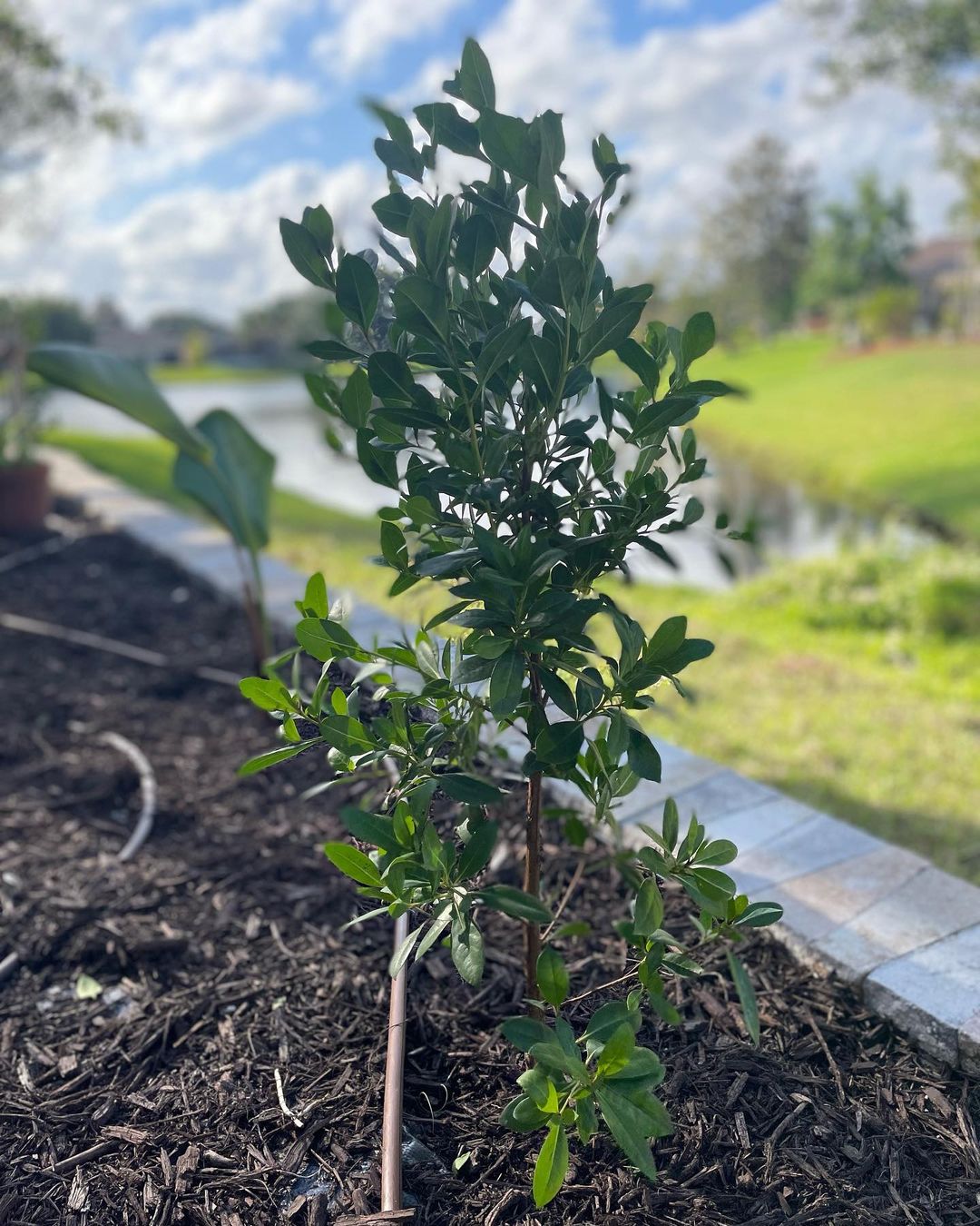Image of a small Buttonwood tree in the ground with mulch and water. Trees that start with B