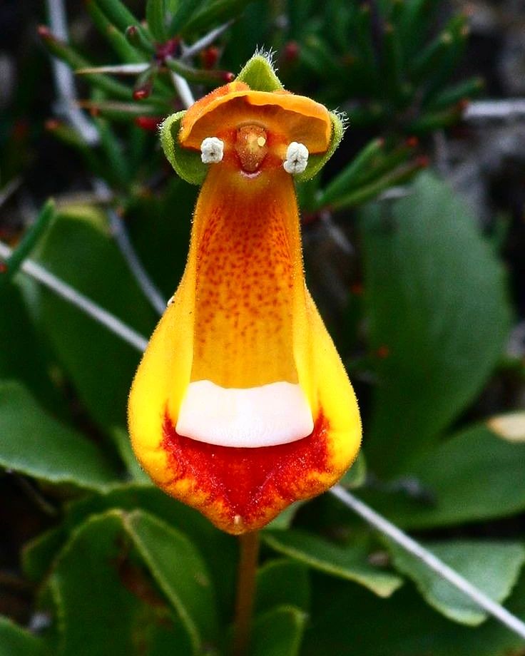Calceolaria flowers starting with C