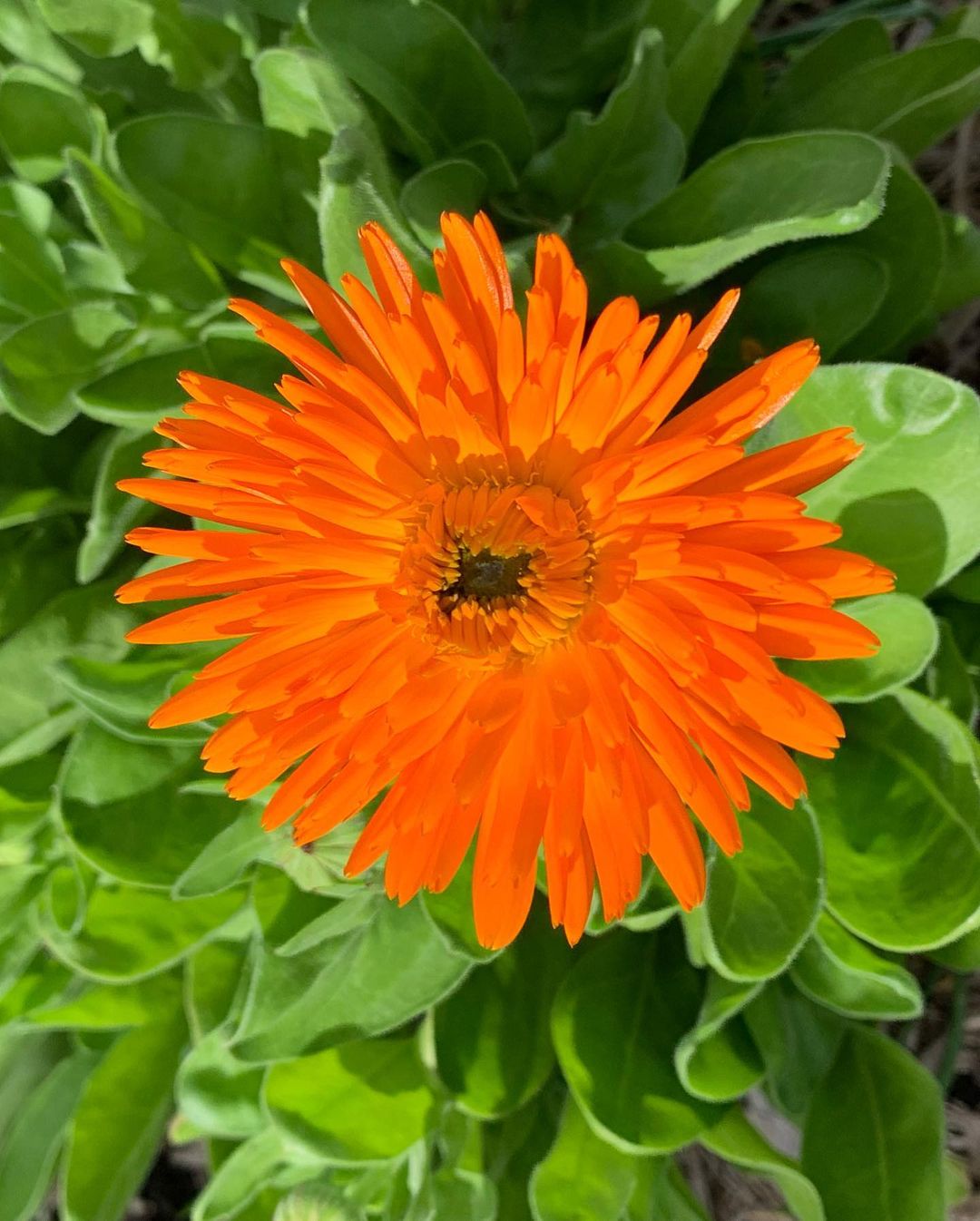 Calendula