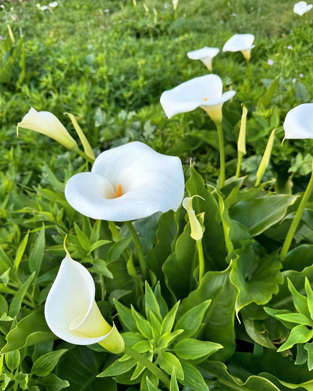 White Calla Lily flowers blooming in the garden.