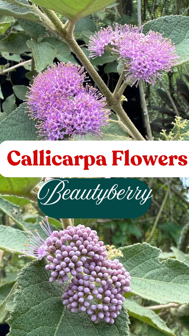 Callicarpa Flowers: Your Guide to Growing the Vibrant Beautyberry