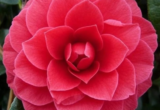 Camellia Flowers: A Complete Guide for USA Gardeners flowers starting with C