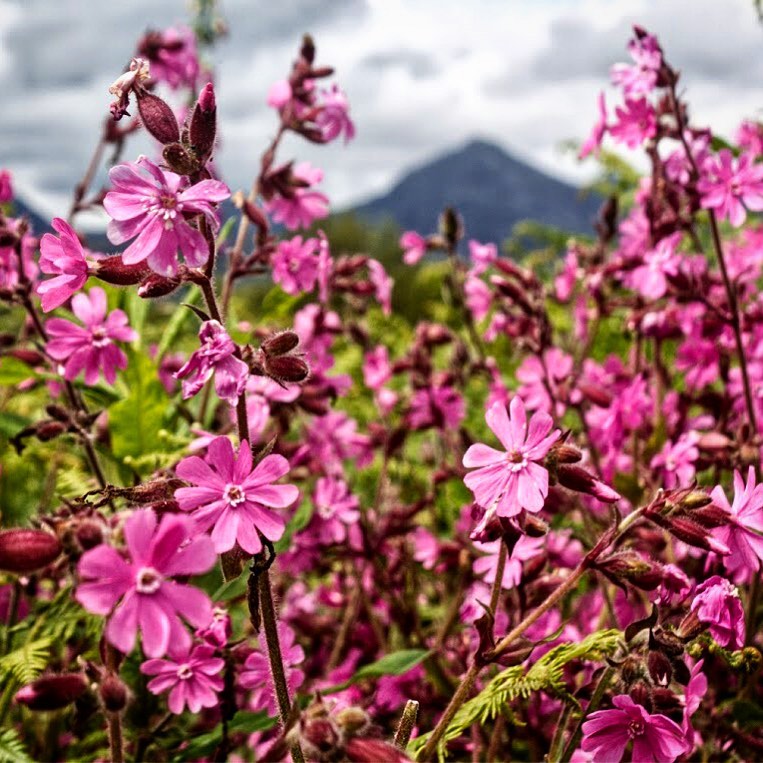 Pink Campion Flowers blooming in a field with majestic mountains in the background.