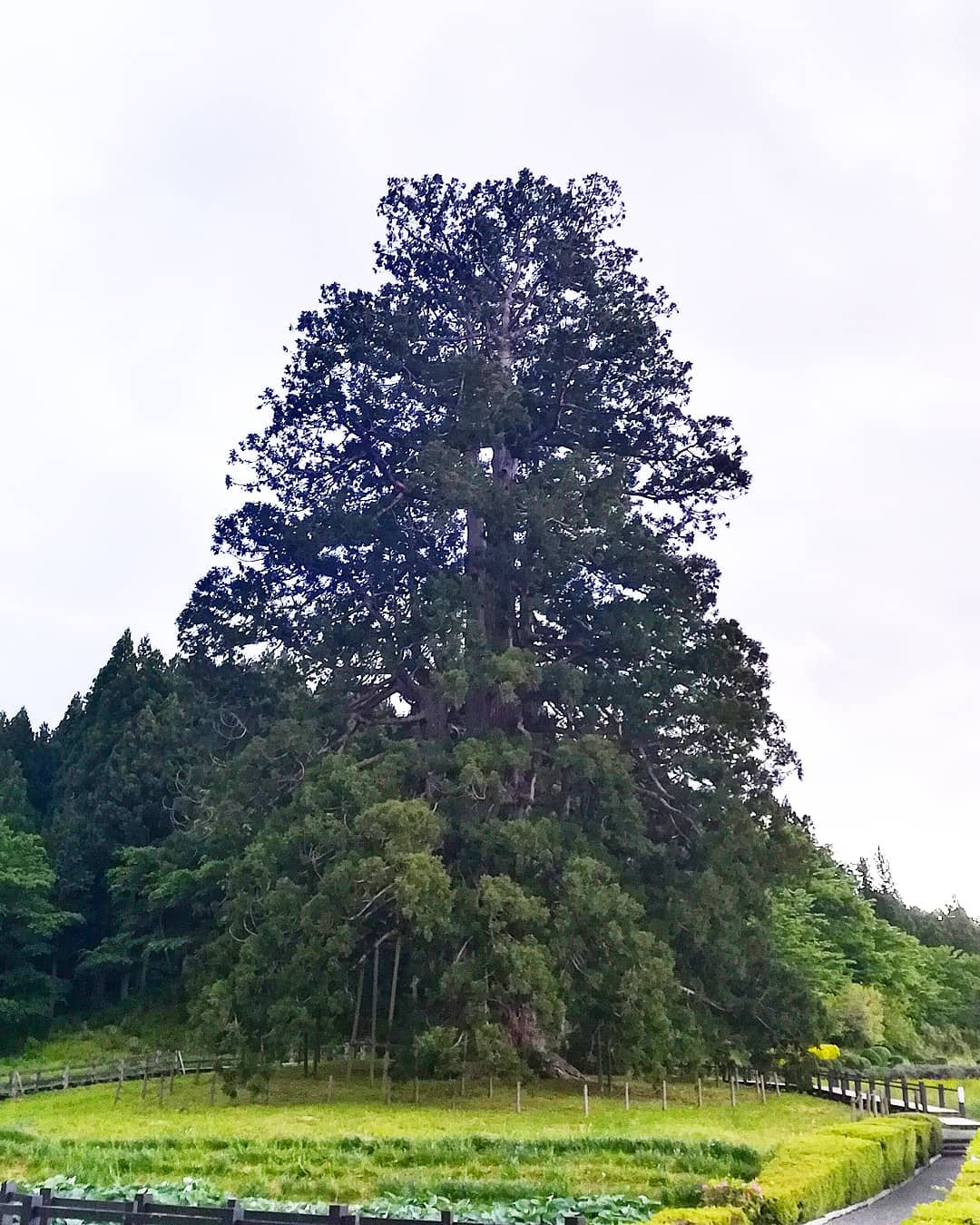 Majestic Cedar Tree, the largest in the world, towering over the forest with its impressive size and grandeur. Trees That Start With C