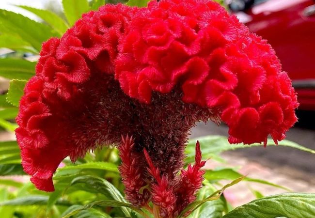 Celosia flowers starting with C