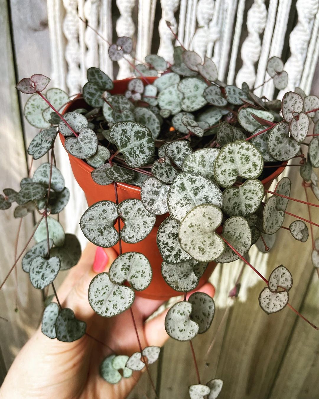A person holding a Ceropegia woodii plant with heart-shaped leaves.