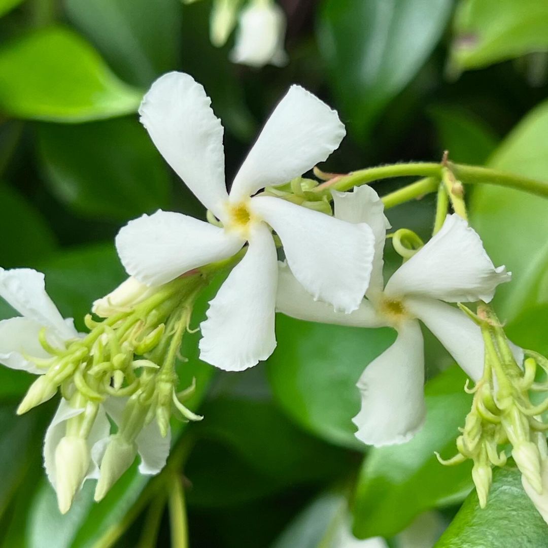 Close-up image showcasing delicate white flowers of Chinese Star Jasmine.